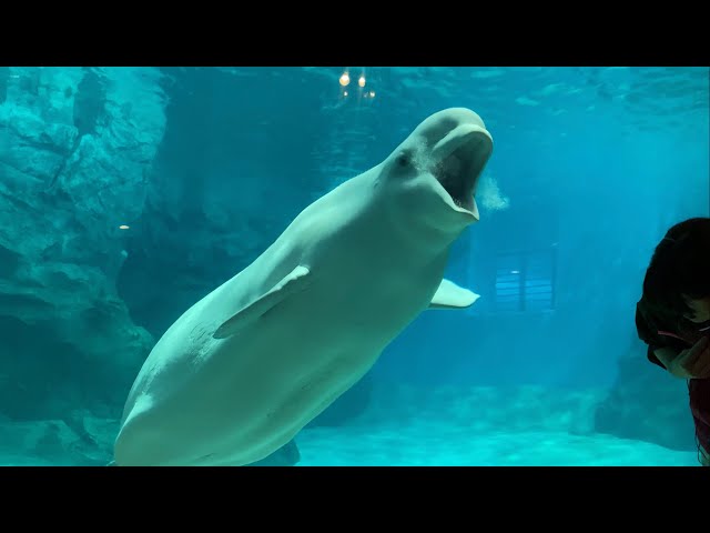 ベルーガの不思議な魚の食べ方 @名古屋港水族館